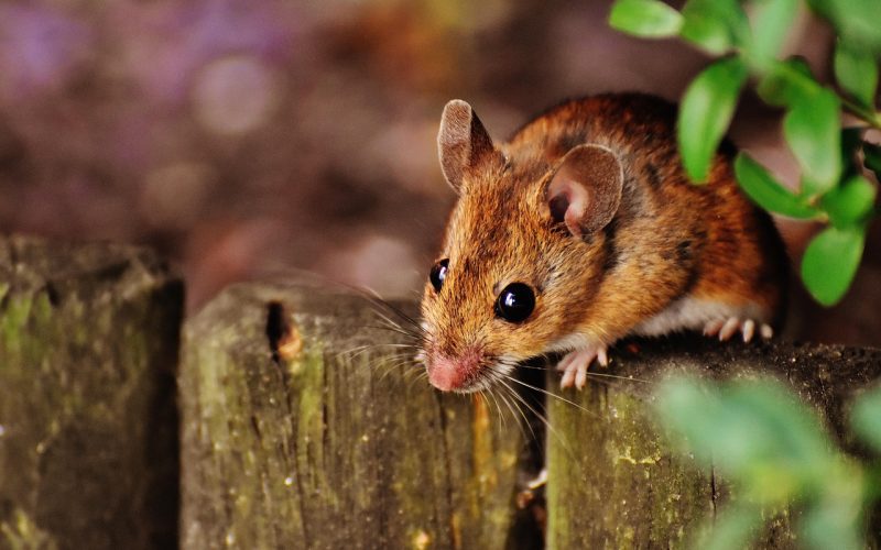 House mouse