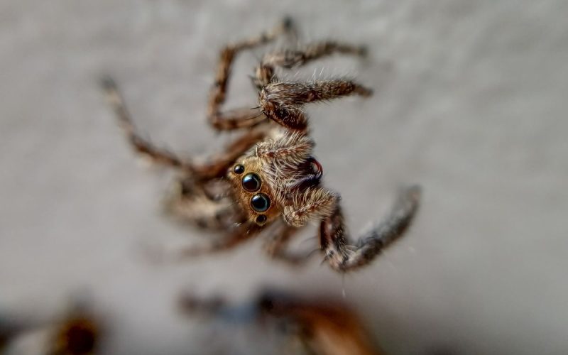 Macro photo of a spider