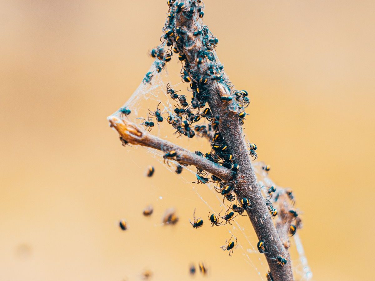 Ants swarming on a piece of wood