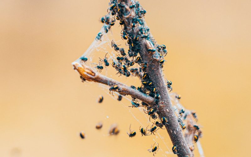 Ants swarming on a piece of wood