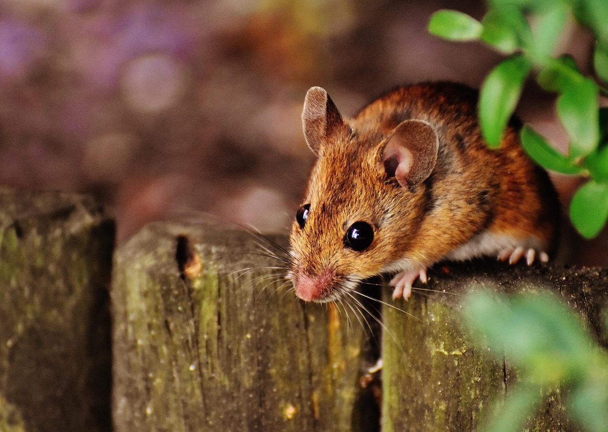 House mouse
