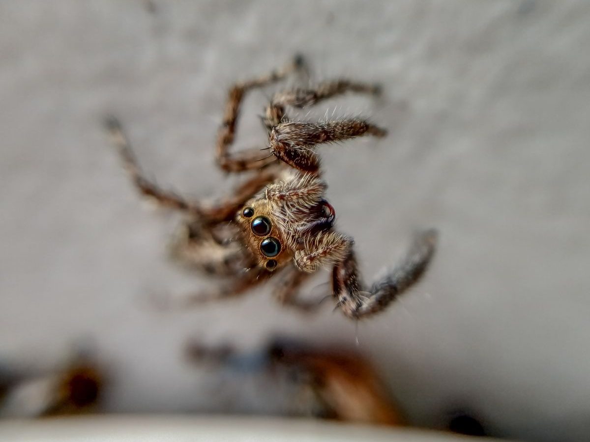 Macro photo of a spider