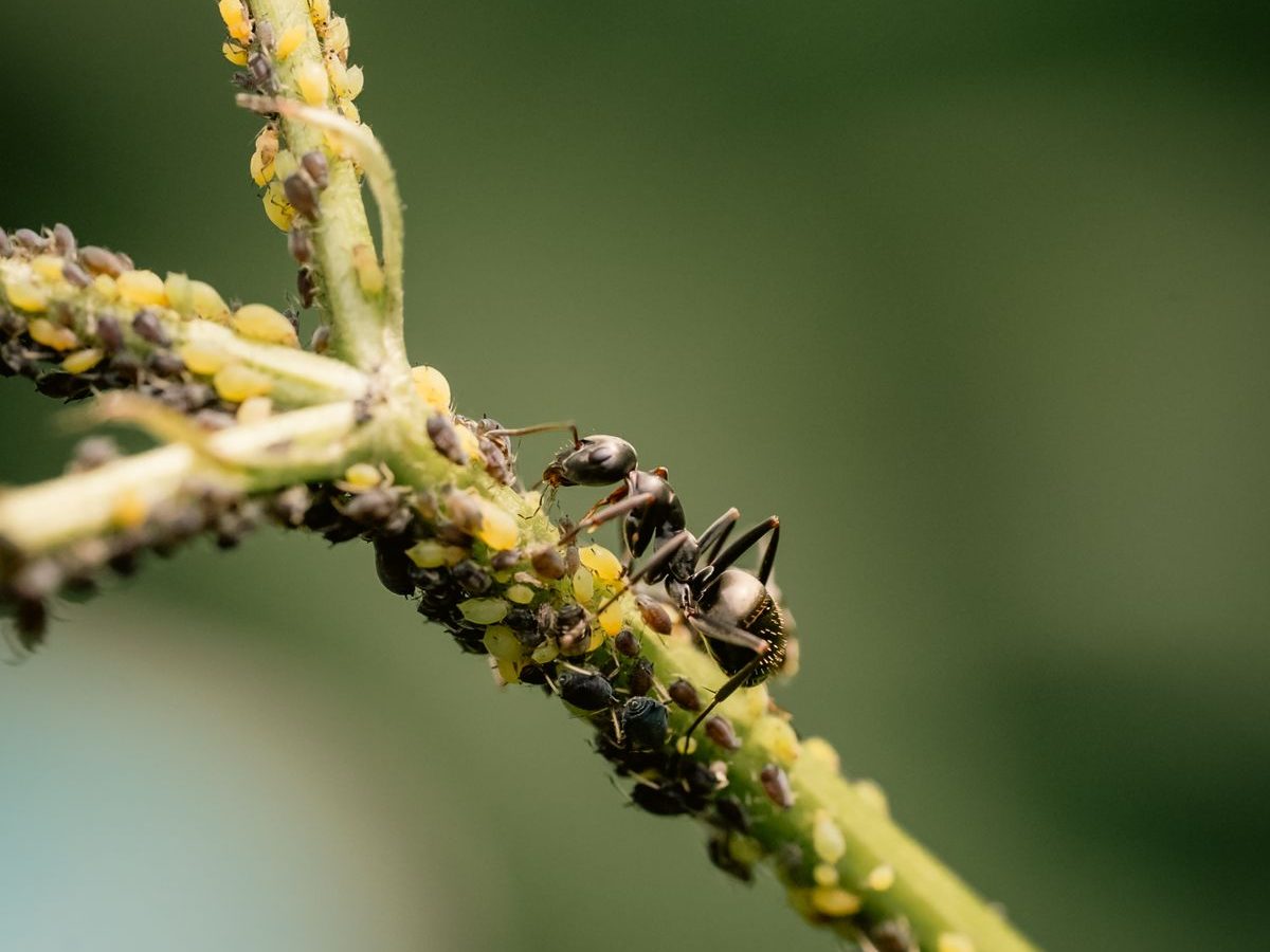Close-up of ants on a plant stem