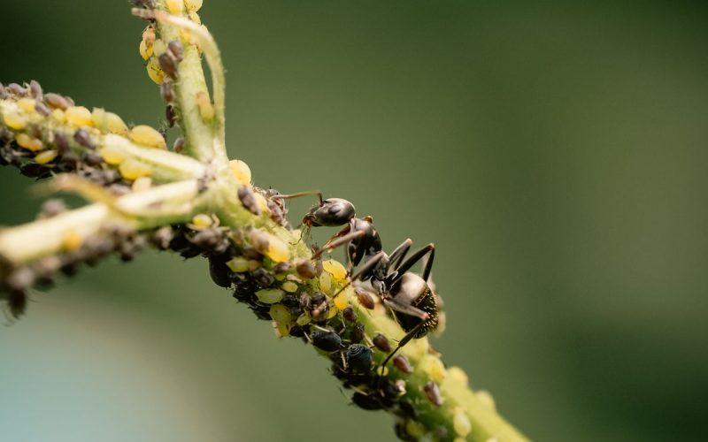 Close-up of ants on a plant stem