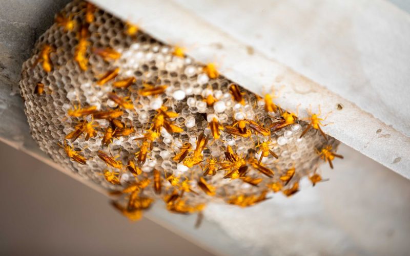 Paper wasp nest under eaves