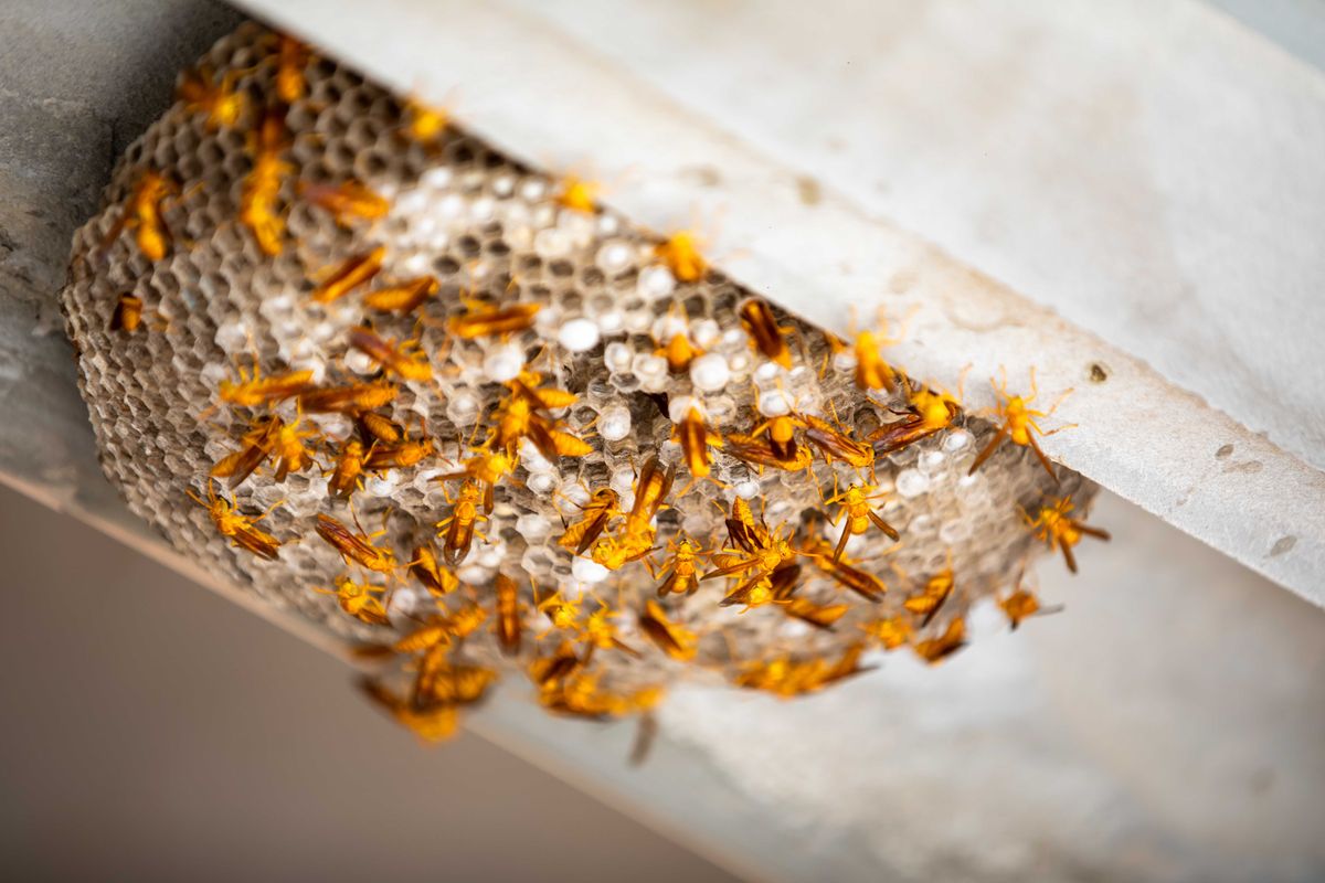 Paper wasp nest under eaves