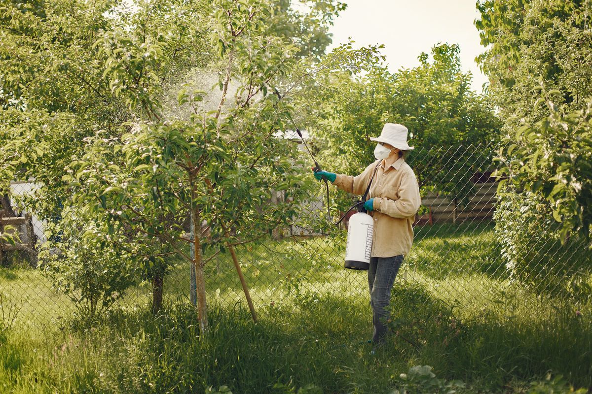 Technician spraying trees and shrubs in a yard