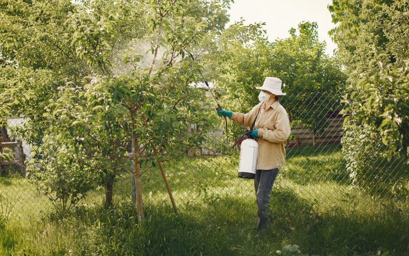 Technician spraying trees and shrubs in a yard