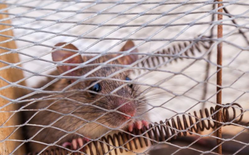 Rat caught in a wire trap