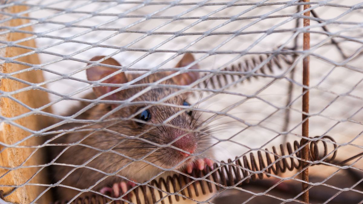 Rat caught in a wire trap